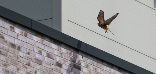 Fliegender Falke am Campus Hamm