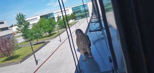 Falke am Campus Hamm auf der Fensterbank