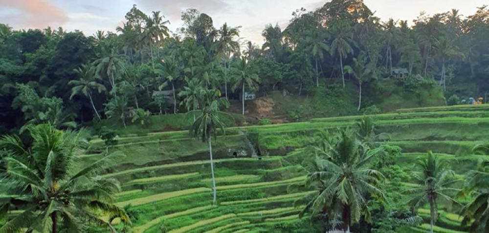 Reisterrassen in Bali