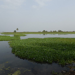 Wasserhyazinten