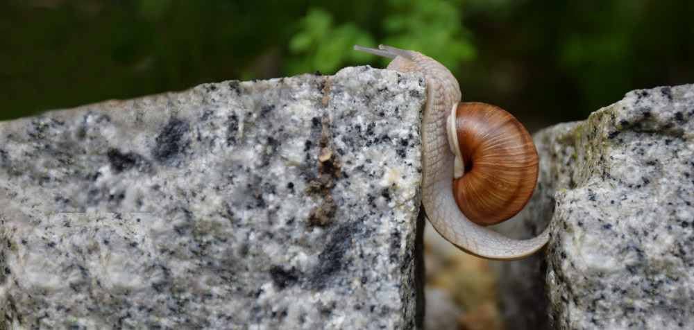 Eine Schnecke kriecht über eine Steinspalte.