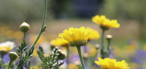 Gelbe Blüte in der Nahaufnahme.